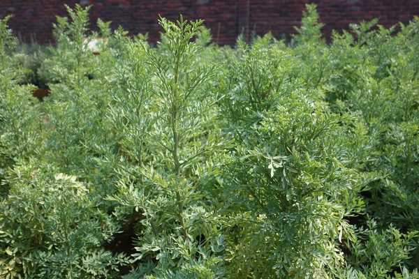 綠樹林幸福農場休閒餐廳：1030211[官本金文愛台灣口碑券第37彈]悠閒漫活的綠樹林幸福農場休閒餐廳享受美食饗宴與大自然譜出幸福樂章
