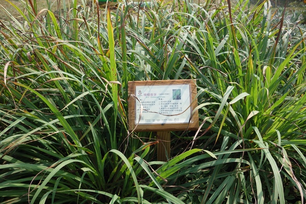 綠樹林幸福農場休閒餐廳：1030211[官本金文愛台灣口碑券第37彈]悠閒漫活的綠樹林幸福農場休閒餐廳享受美食饗宴與大自然譜出幸福樂章