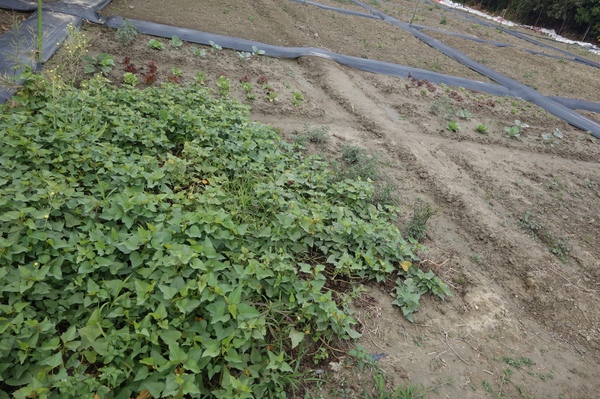 綠樹林幸福農場休閒餐廳：1030211[官本金文愛台灣口碑券第37彈]悠閒漫活的綠樹林幸福農場休閒餐廳享受美食饗宴與大自然譜出幸福樂章