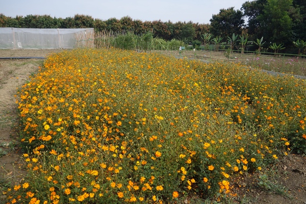 綠樹林幸福農場休閒餐廳：1030211[官本金文愛台灣口碑券第37彈]悠閒漫活的綠樹林幸福農場休閒餐廳享受美食饗宴與大自然譜出幸福樂章