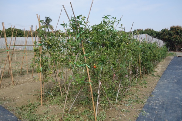 綠樹林幸福農場休閒餐廳：1030211[官本金文愛台灣口碑券第37彈]悠閒漫活的綠樹林幸福農場休閒餐廳享受美食饗宴與大自然譜出幸福樂章