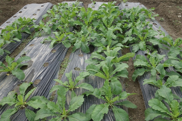 綠樹林幸福農場休閒餐廳：1030211[官本金文愛台灣口碑券第37彈]悠閒漫活的綠樹林幸福農場休閒餐廳享受美食饗宴與大自然譜出幸福樂章