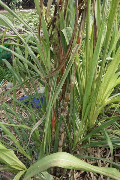 綠樹林幸福農場休閒餐廳：1030211[官本金文愛台灣口碑券第37彈]悠閒漫活的綠樹林幸福農場休閒餐廳享受美食饗宴與大自然譜出幸福樂章