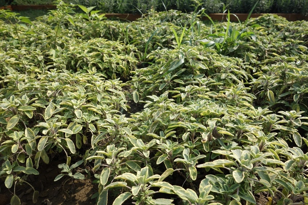 綠樹林幸福農場休閒餐廳：1030211[官本金文愛台灣口碑券第37彈]悠閒漫活的綠樹林幸福農場休閒餐廳享受美食饗宴與大自然譜出幸福樂章