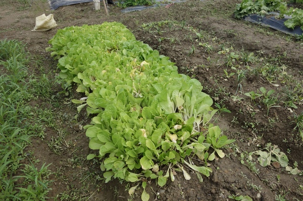 綠樹林幸福農場休閒餐廳：1030211[官本金文愛台灣口碑券第37彈]悠閒漫活的綠樹林幸福農場休閒餐廳享受美食饗宴與大自然譜出幸福樂章