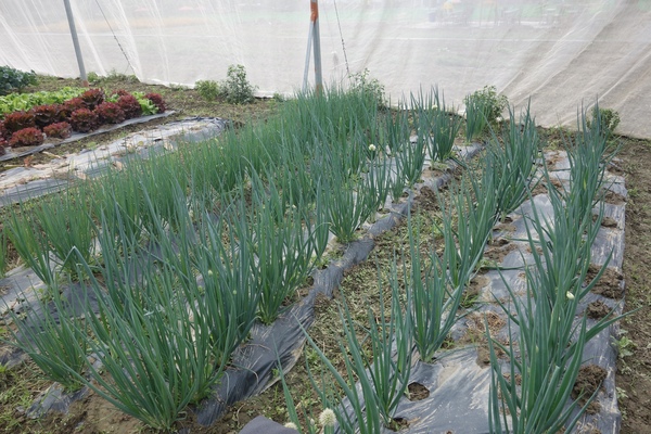 綠樹林幸福農場休閒餐廳：1030211[官本金文愛台灣口碑券第37彈]悠閒漫活的綠樹林幸福農場休閒餐廳享受美食饗宴與大自然譜出幸福樂章