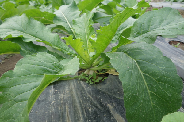 綠樹林幸福農場休閒餐廳：1030211[官本金文愛台灣口碑券第37彈]悠閒漫活的綠樹林幸福農場休閒餐廳享受美食饗宴與大自然譜出幸福樂章