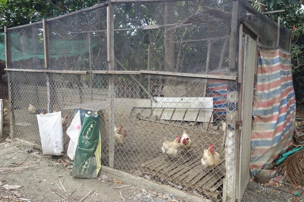 綠樹林幸福農場休閒餐廳：1030211[官本金文愛台灣口碑券第37彈]悠閒漫活的綠樹林幸福農場休閒餐廳享受美食饗宴與大自然譜出幸福樂章