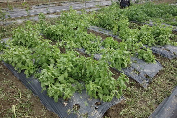 綠樹林幸福農場休閒餐廳：1030211[官本金文愛台灣口碑券第37彈]悠閒漫活的綠樹林幸福農場休閒餐廳享受美食饗宴與大自然譜出幸福樂章