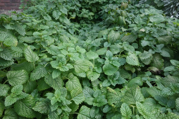 綠樹林幸福農場休閒餐廳：1030211[官本金文愛台灣口碑券第37彈]悠閒漫活的綠樹林幸福農場休閒餐廳享受美食饗宴與大自然譜出幸福樂章