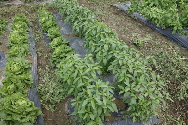 綠樹林幸福農場休閒餐廳：1030211[官本金文愛台灣口碑券第37彈]悠閒漫活的綠樹林幸福農場休閒餐廳享受美食饗宴與大自然譜出幸福樂章