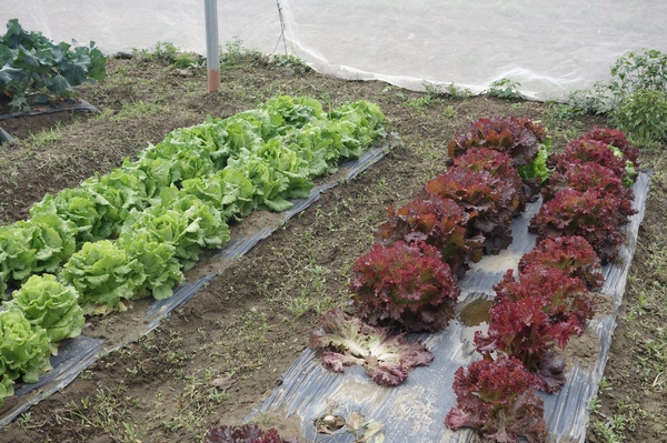 綠樹林幸福農場休閒餐廳：1030211[官本金文愛台灣口碑券第37彈]悠閒漫活的綠樹林幸福農場休閒餐廳享受美食饗宴與大自然譜出幸福樂章