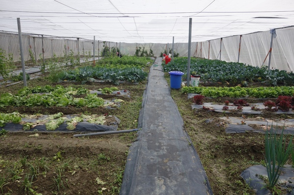 綠樹林幸福農場休閒餐廳：1030211[官本金文愛台灣口碑券第37彈]悠閒漫活的綠樹林幸福農場休閒餐廳享受美食饗宴與大自然譜出幸福樂章