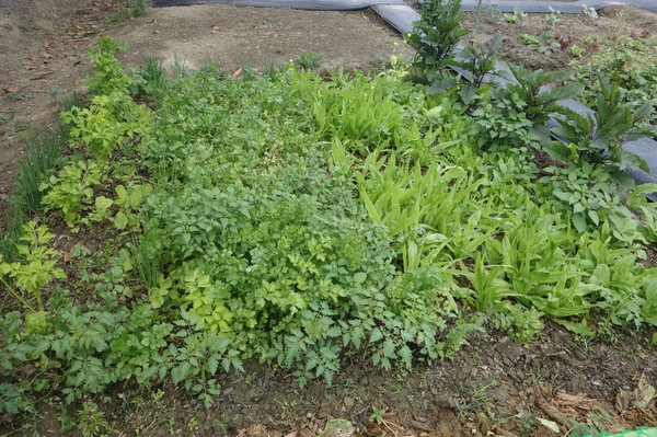 綠樹林幸福農場休閒餐廳：1030211[官本金文愛台灣口碑券第37彈]悠閒漫活的綠樹林幸福農場休閒餐廳享受美食饗宴與大自然譜出幸福樂章