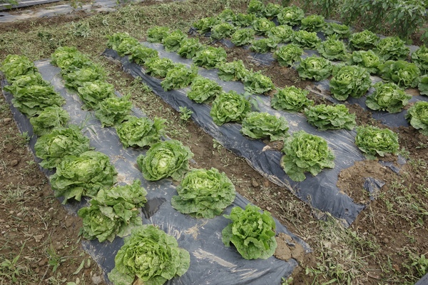 綠樹林幸福農場休閒餐廳：1030211[官本金文愛台灣口碑券第37彈]悠閒漫活的綠樹林幸福農場休閒餐廳享受美食饗宴與大自然譜出幸福樂章