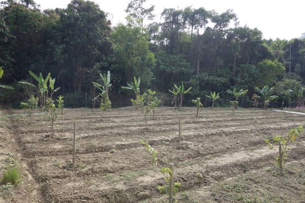 綠樹林幸福農場休閒餐廳：1030211[官本金文愛台灣口碑券第37彈]悠閒漫活的綠樹林幸福農場休閒餐廳享受美食饗宴與大自然譜出幸福樂章