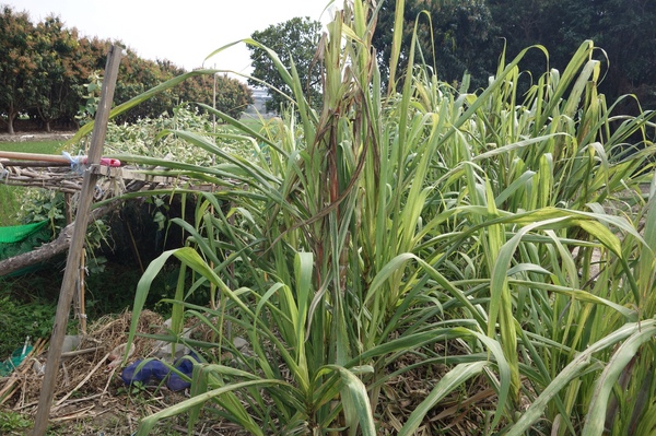 綠樹林幸福農場休閒餐廳：1030211[官本金文愛台灣口碑券第37彈]悠閒漫活的綠樹林幸福農場休閒餐廳享受美食饗宴與大自然譜出幸福樂章