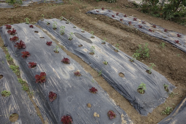 綠樹林幸福農場休閒餐廳：1030211[官本金文愛台灣口碑券第37彈]悠閒漫活的綠樹林幸福農場休閒餐廳享受美食饗宴與大自然譜出幸福樂章