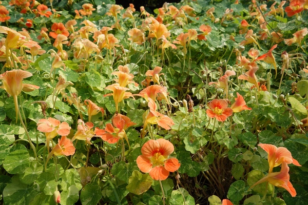 綠樹林幸福農場休閒餐廳：1030211[官本金文愛台灣口碑券第37彈]悠閒漫活的綠樹林幸福農場休閒餐廳享受美食饗宴與大自然譜出幸福樂章