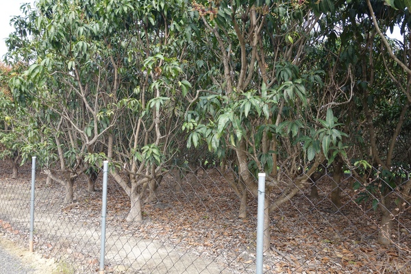 綠樹林幸福農場休閒餐廳：1030211[官本金文愛台灣口碑券第37彈]悠閒漫活的綠樹林幸福農場休閒餐廳享受美食饗宴與大自然譜出幸福樂章