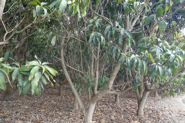 綠樹林幸福農場休閒餐廳：1030211[官本金文愛台灣口碑券第37彈]悠閒漫活的綠樹林幸福農場休閒餐廳享受美食饗宴與大自然譜出幸福樂章