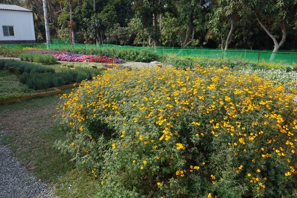 綠樹林幸福農場休閒餐廳：1030211[官本金文愛台灣口碑券第37彈]悠閒漫活的綠樹林幸福農場休閒餐廳享受美食饗宴與大自然譜出幸福樂章