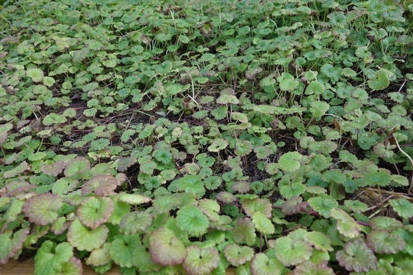 綠樹林幸福農場休閒餐廳：1030211[官本金文愛台灣口碑券第37彈]悠閒漫活的綠樹林幸福農場休閒餐廳享受美食饗宴與大自然譜出幸福樂章