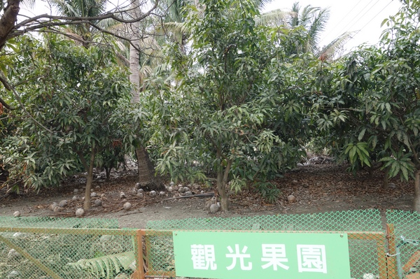 綠樹林幸福農場休閒餐廳：1030211[官本金文愛台灣口碑券第37彈]悠閒漫活的綠樹林幸福農場休閒餐廳享受美食饗宴與大自然譜出幸福樂章