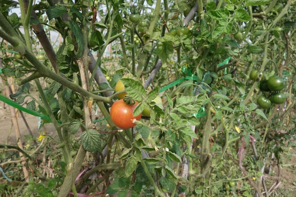 綠樹林幸福農場休閒餐廳：1030211[官本金文愛台灣口碑券第37彈]悠閒漫活的綠樹林幸福農場休閒餐廳享受美食饗宴與大自然譜出幸福樂章