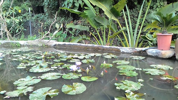 綠樹林幸福農場休閒餐廳：鬧中取靜的地方 ..  綠樹林幸福農場休閒餐廳