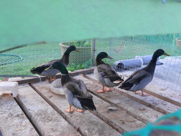 綠樹林幸福農場休閒餐廳：鬧中取靜的地方 ..  綠樹林幸福農場休閒餐廳