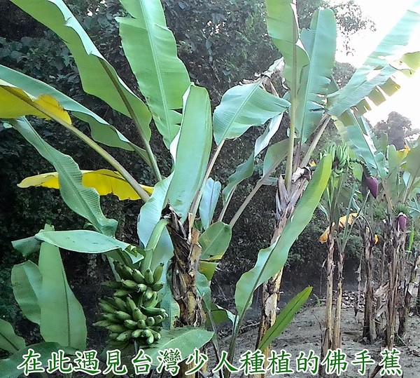 綠樹林幸福農場休閒餐廳：鬧中取靜的地方 ..  綠樹林幸福農場休閒餐廳