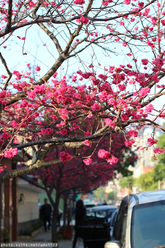 台中賞櫻大墩12街＆惠文路：台中賞櫻in大墩12街＆惠文路~103.02.20