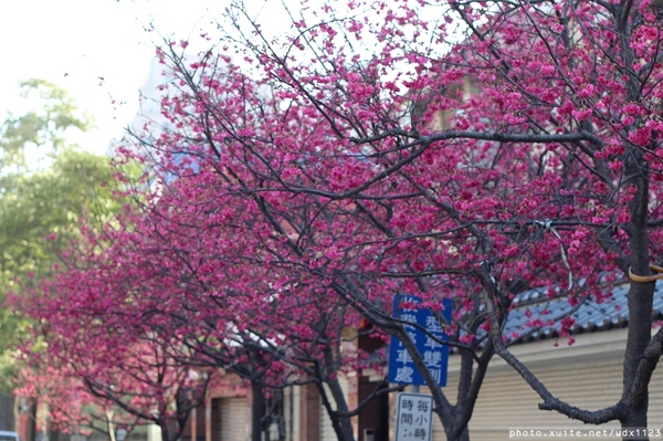 台中賞櫻大墩12街＆惠文路：台中賞櫻in大墩12街＆惠文路~103.02.20