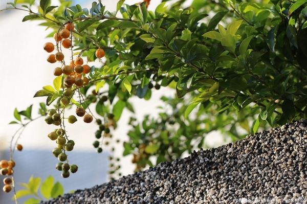 台中賞櫻大墩12街＆惠文路：台中賞櫻in大墩12街＆惠文路~103.02.20