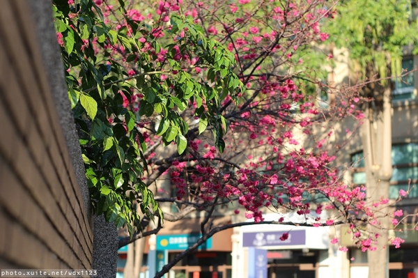 台中賞櫻大墩12街＆惠文路：台中賞櫻in大墩12街＆惠文路~103.02.20