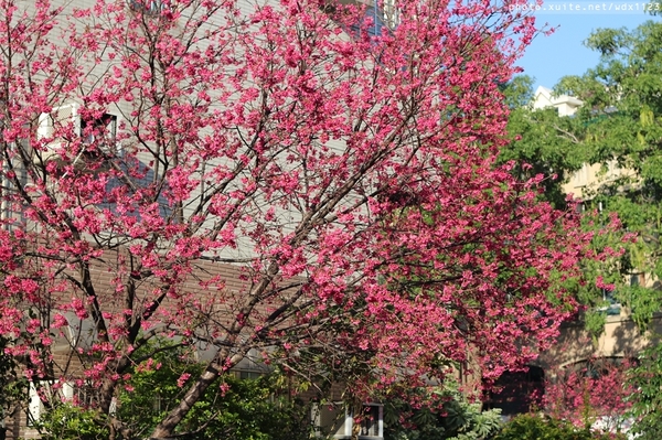 台中賞櫻大墩12街＆惠文路：台中賞櫻in大墩12街＆惠文路~103.02.20