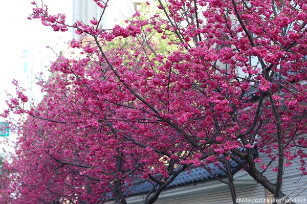 台中賞櫻大墩12街＆惠文路：台中賞櫻in大墩12街＆惠文路~103.02.20