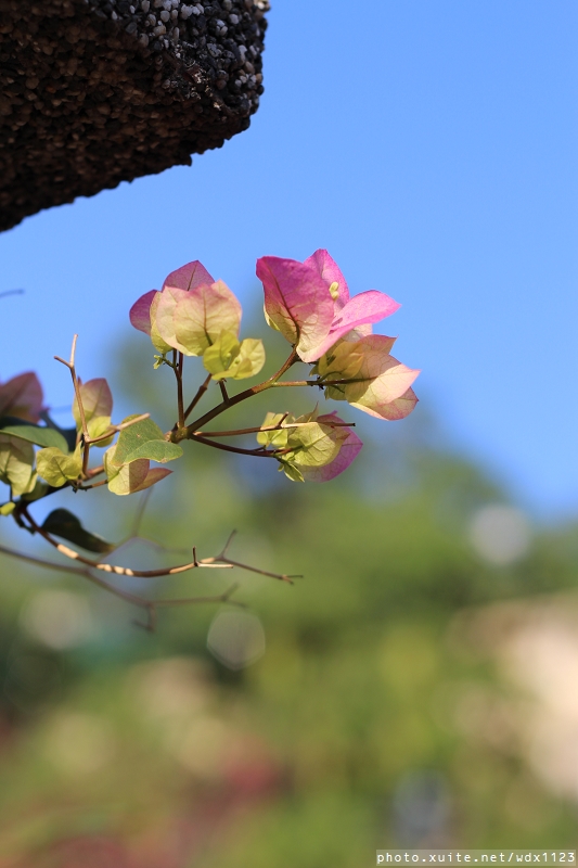 台中賞櫻大墩12街＆惠文路：台中賞櫻in大墩12街＆惠文路~103.02.20