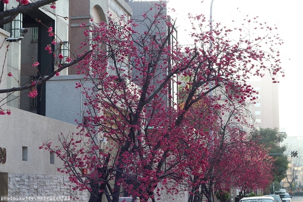 台中賞櫻大墩12街＆惠文路：台中賞櫻in大墩12街＆惠文路~103.02.20