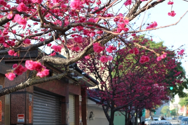 台中賞櫻大墩12街＆惠文路：台中賞櫻in大墩12街＆惠文路~103.02.20