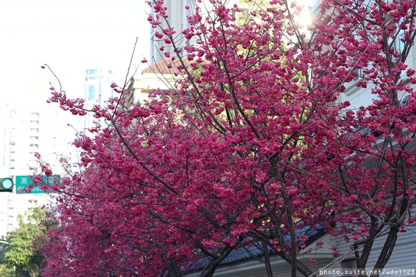 台中賞櫻大墩12街＆惠文路：台中賞櫻in大墩12街＆惠文路~103.02.20