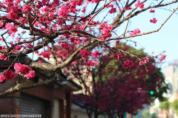 台中賞櫻大墩12街＆惠文路：台中賞櫻in大墩12街＆惠文路~103.02.20
