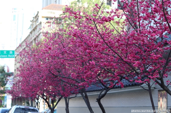 台中賞櫻大墩12街＆惠文路：台中賞櫻in大墩12街＆惠文路~103.02.20