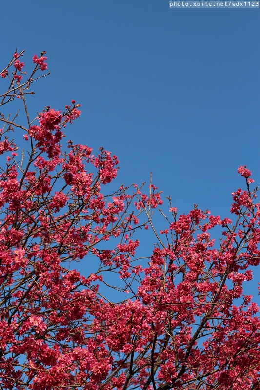 台中賞櫻大墩12街＆惠文路：台中賞櫻in大墩12街＆惠文路~103.02.20