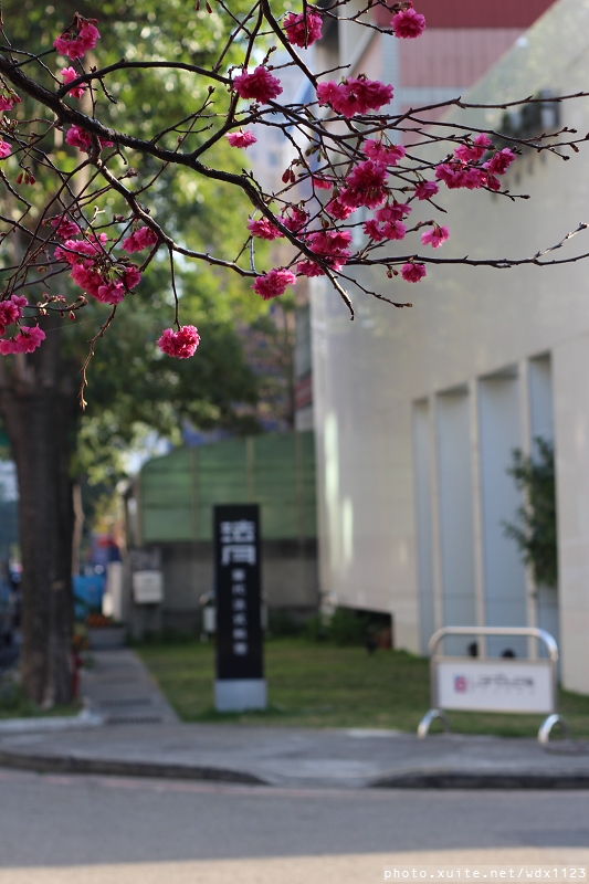 台中賞櫻大墩12街＆惠文路：台中賞櫻in大墩12街＆惠文路~103.02.20
