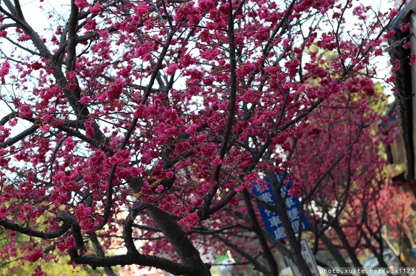 台中賞櫻大墩12街＆惠文路：台中賞櫻in大墩12街＆惠文路~103.02.20