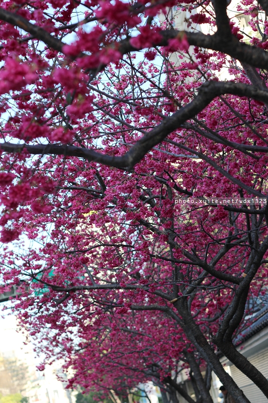 台中賞櫻大墩12街＆惠文路：台中賞櫻in大墩12街＆惠文路~103.02.20