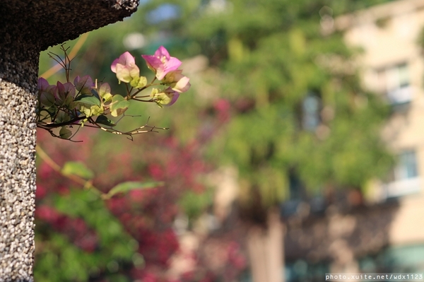 台中賞櫻大墩12街＆惠文路：台中賞櫻in大墩12街＆惠文路~103.02.20