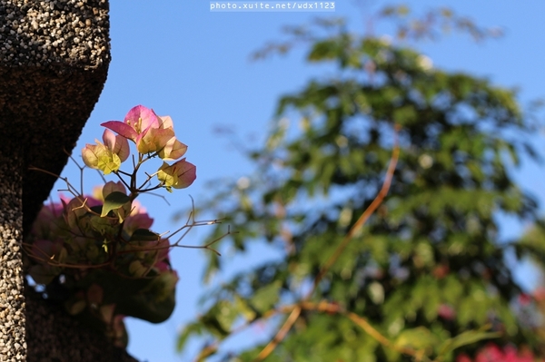 台中賞櫻大墩12街＆惠文路：台中賞櫻in大墩12街＆惠文路~103.02.20